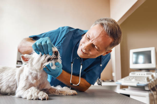 Best Mobile Emergency Dentist in South Elgin, IL
